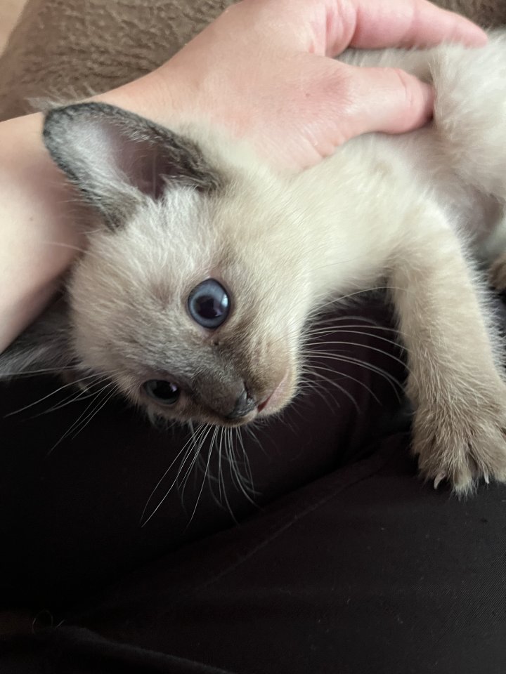 Siam Kitten suchen neues Zuhause - Siam - Wiesbaden 