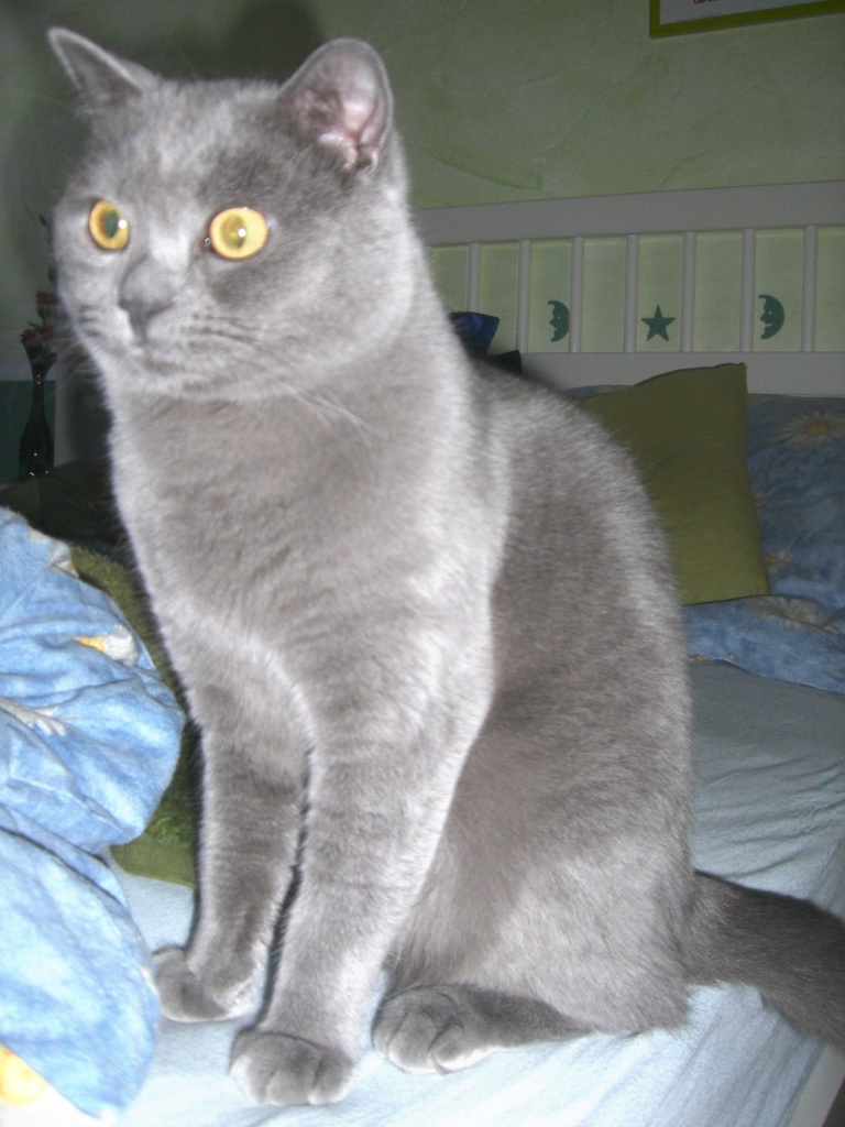 Kartäuser Deckkater hat noch Termine frei - Kartaeuser - Mayen