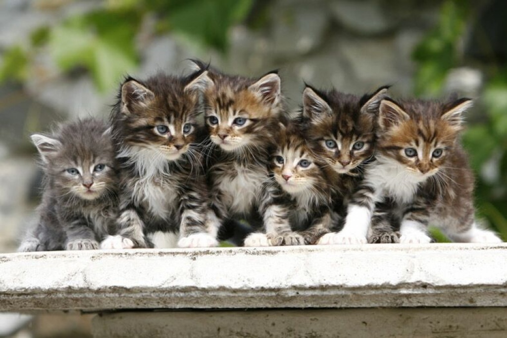 Maine Coon - Maine Coon - Delbrück