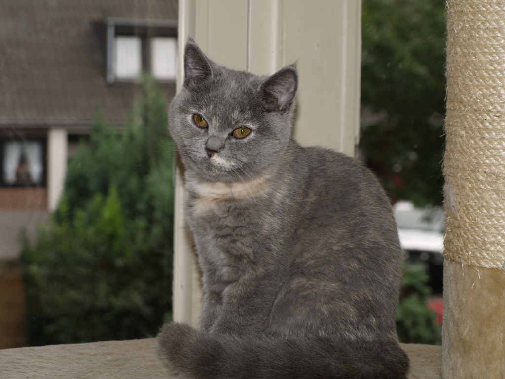 Unsere besondere Fleur Belle Katäuser/BKH kitten sucht noch einen KUSCHELPLATZ - British Kurzhaar - Mönchengladbach