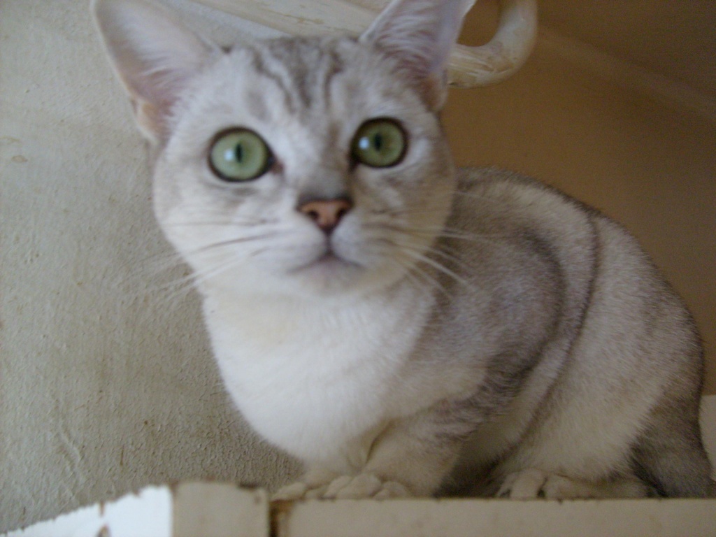 Burmilla die Schmusekatze - Burma - Wien