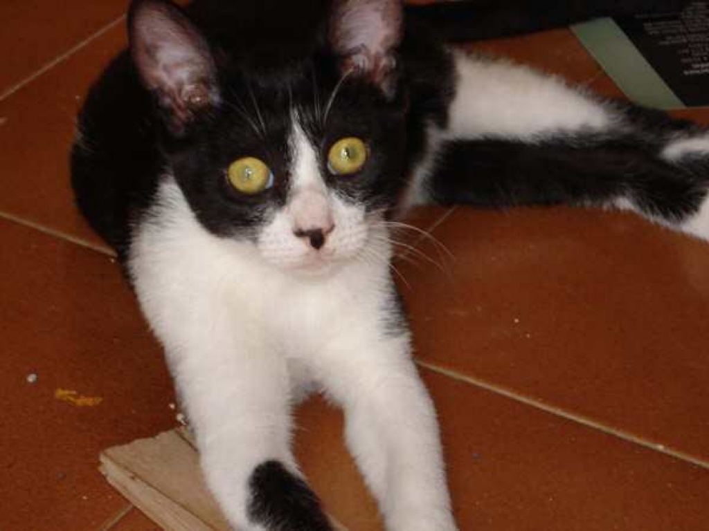 Kleiner Kater Carlos auf der Suche nach dem großen Glück! - Hauskatzen - Oberhausen
