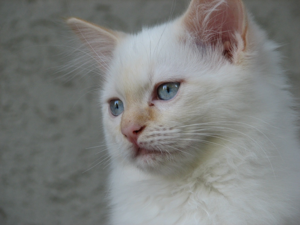 Ragdollbaby - Ragdoll - Krefeld