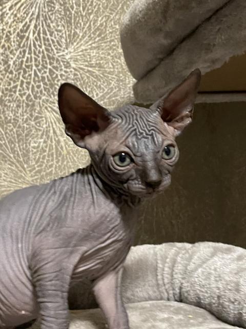 Kanadische Sphynx Katzenbabys - Sphynx - Berlin Marzahn-Hellersdorf 