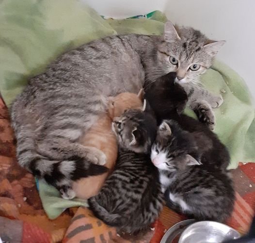 Kitten suchen liebevolles Zuhause! ( aus dem Tierschutz) - Hauskatzen - Kissing