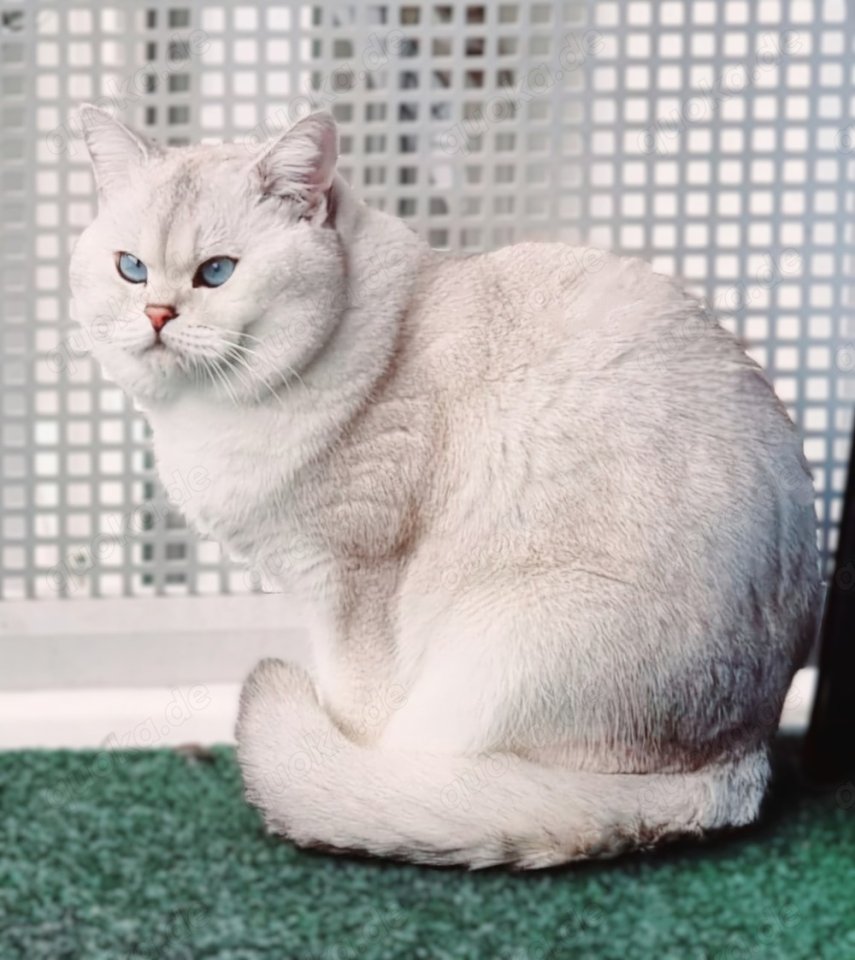 Deckkater Stammbaum blauen Augen BKH Farbe seal-silver-shaded-point ns 11-33 - Deckkater - Baden-Baden