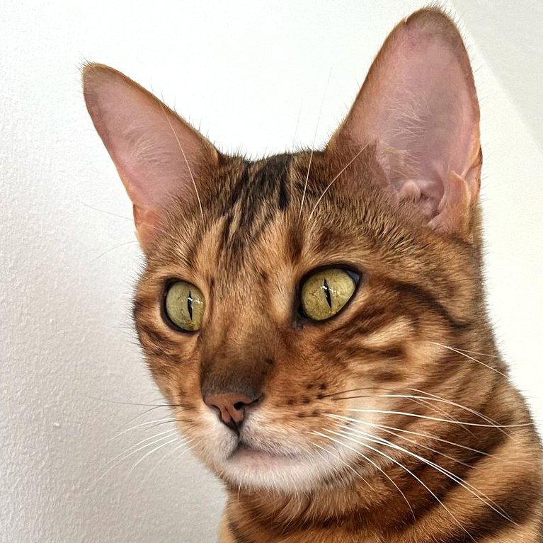 OTIS -  männlich  4 Jahre  Bengal  Gechipt  Kastriert - Bengal - Lauf an der Pegnitz