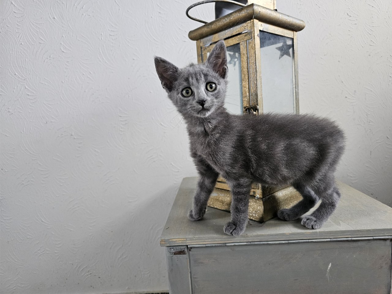 Katzenbabys möchten bald ausziehen - Freigaenger - Mörschied