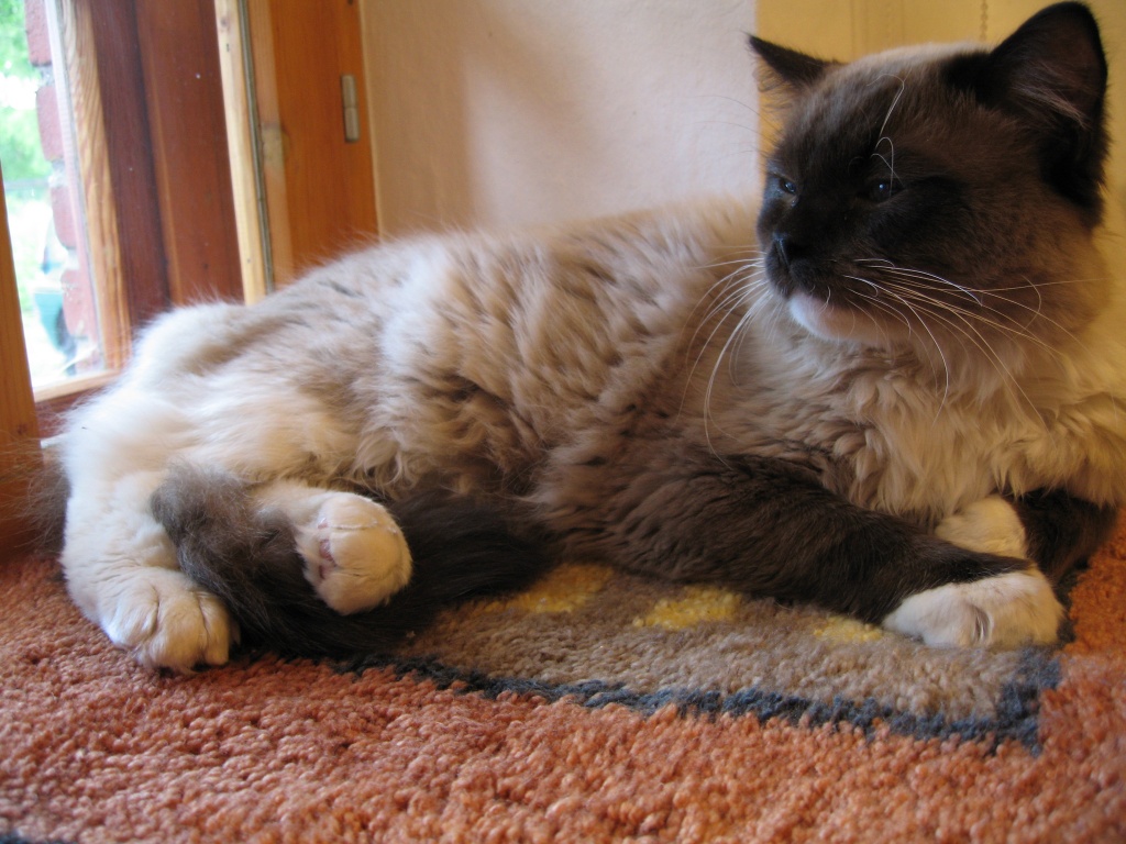 Deckkater seal mitted - Ragdoll - Kreis Nienburg