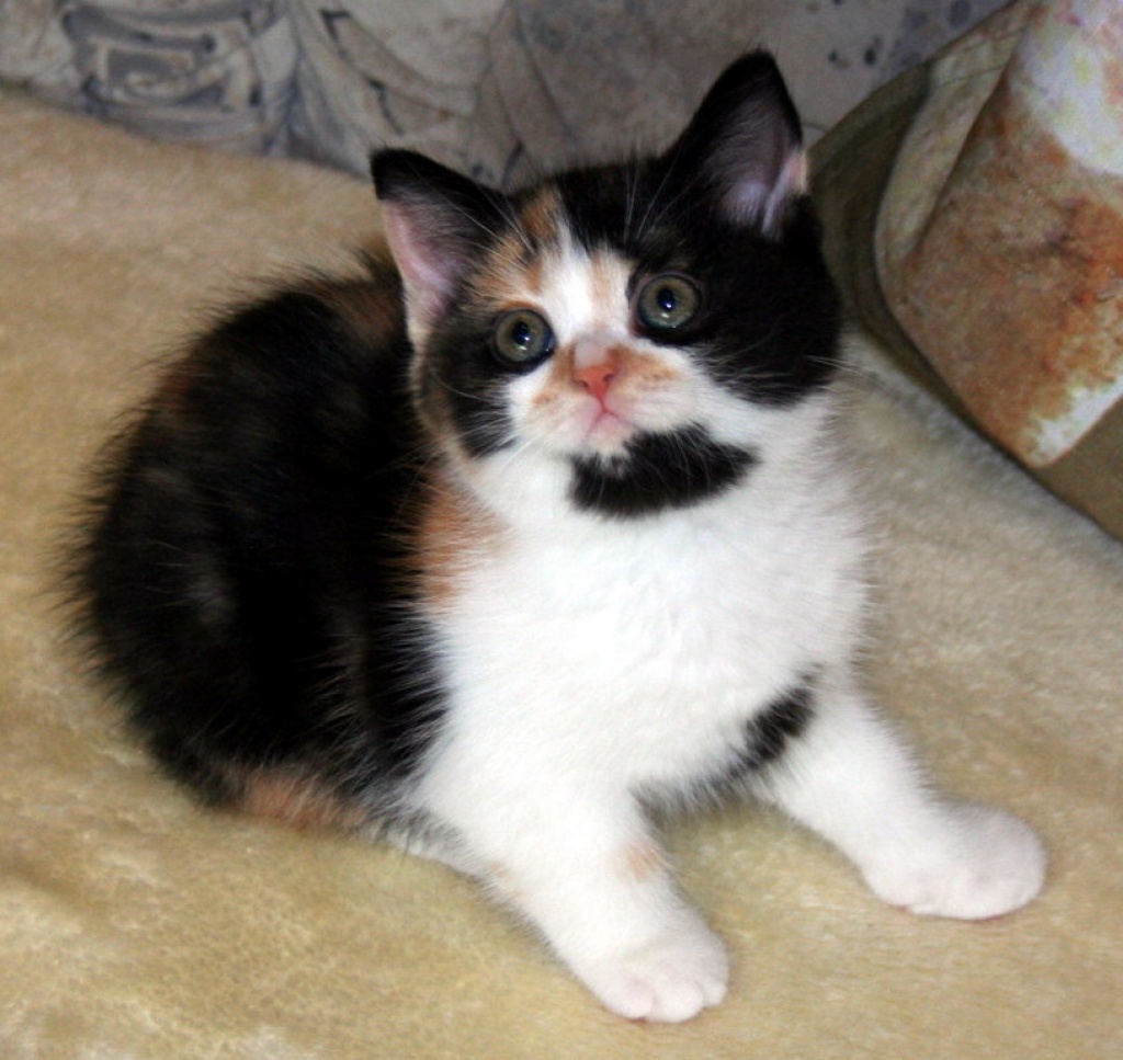 + Wir haben supersüße Kitten in tollen Farben * - British Kurzhaar - Kamp Lintfort