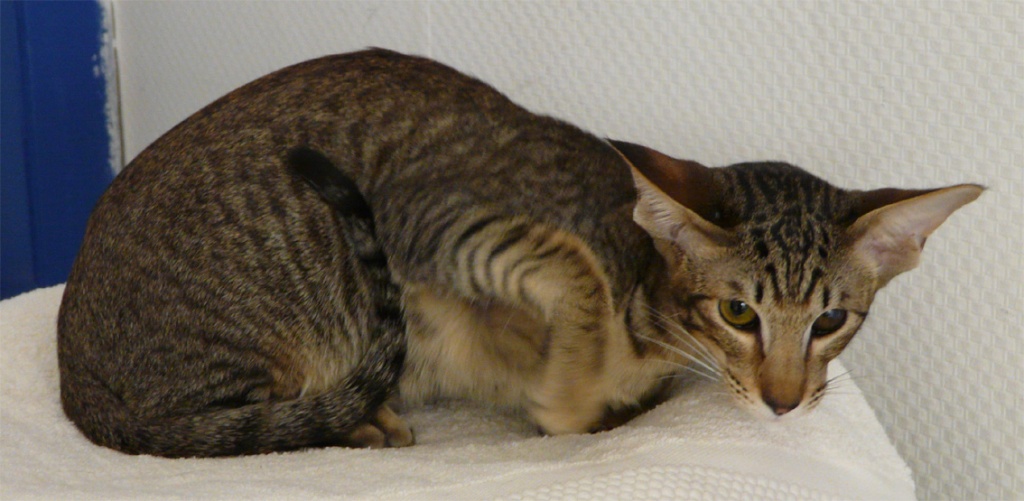 OKH-Kater, schwarz getupft, sucht neues zu Hause - Orientalische Kurzhaar - Gelsenkirchen