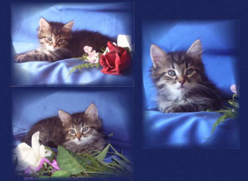 Sibirische Katzenbabies from Arctic Shadows - Sibirische Katze - Rüsselsheim