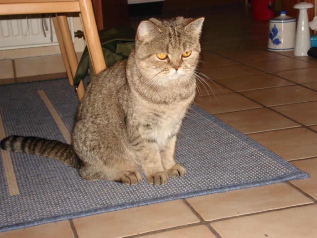Exotic Shorthair Katze - Exotic Shorthair - Hude Oldenburg