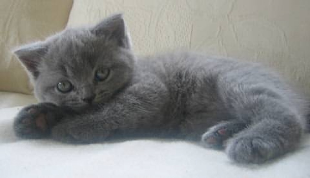 BKH/ Kartäuser wunderschöne Katzenkinder - British Kurzhaar - Neumünster
