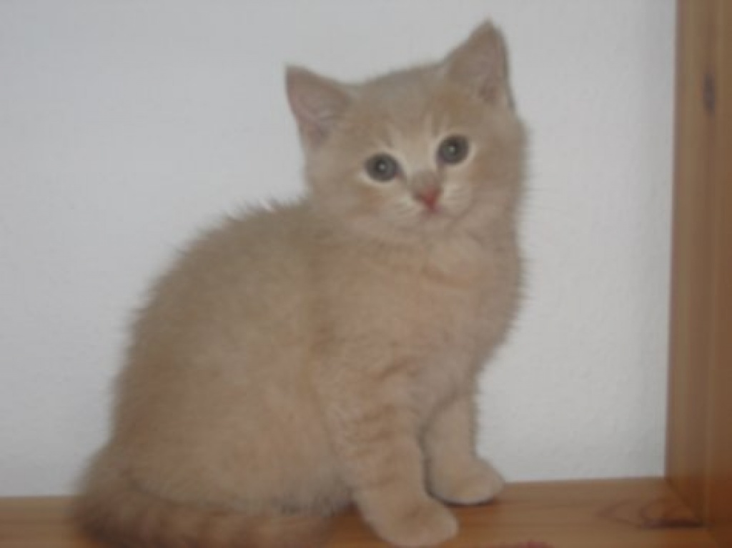 Wunderschöner BKH-Kater Carlos in creme - British Kurzhaar - Staig