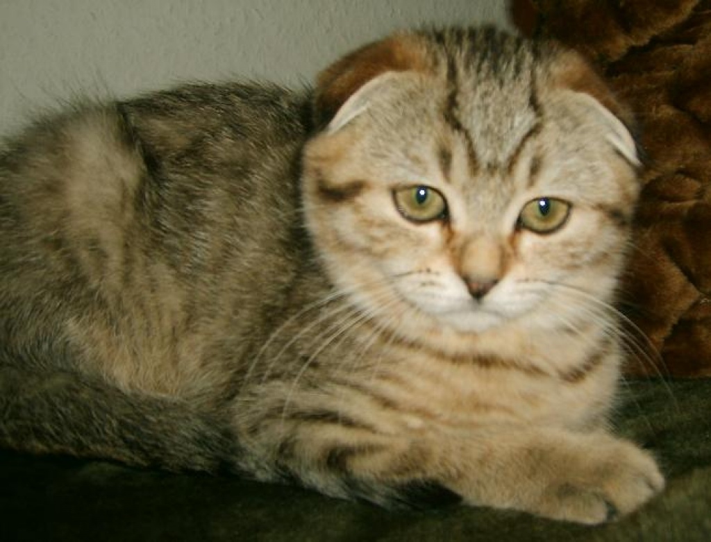 Scottish-Fold Mädchen mit Papieren - British Kurzhaar - Berlin