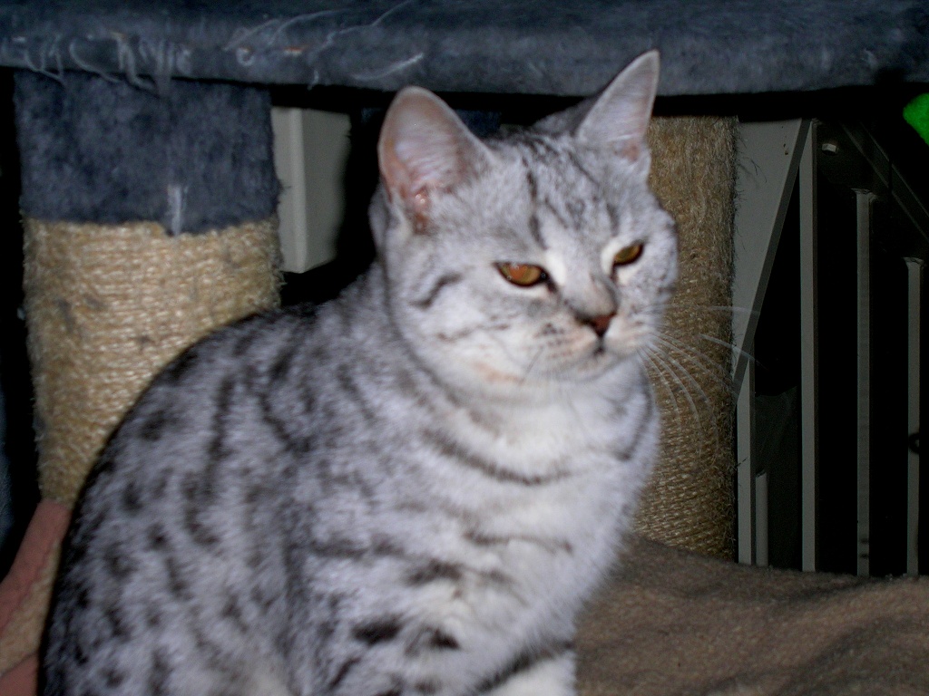 Zwei wunderschöne Black-Silver-Spotted-Katerchen - Kartaeuser - Ennepetal
