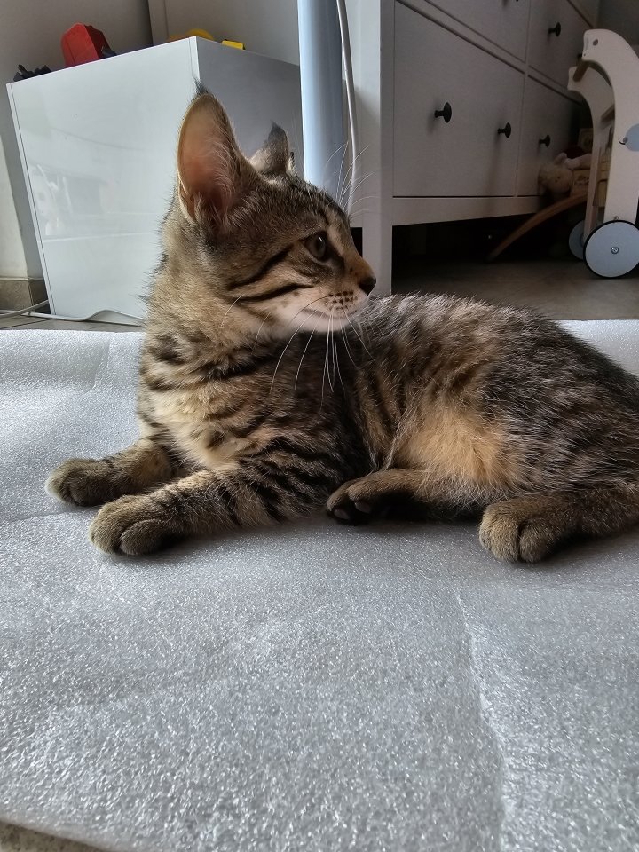 Maine Coon Mix Kitten - Mischling - Mittenwalde