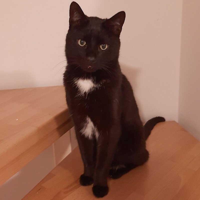 BLACKY - männlich 5 Jahre europäische Kurzhaarkatze Gechipt Kastriert - Hauskatzen - Lauf an der Pegnitz