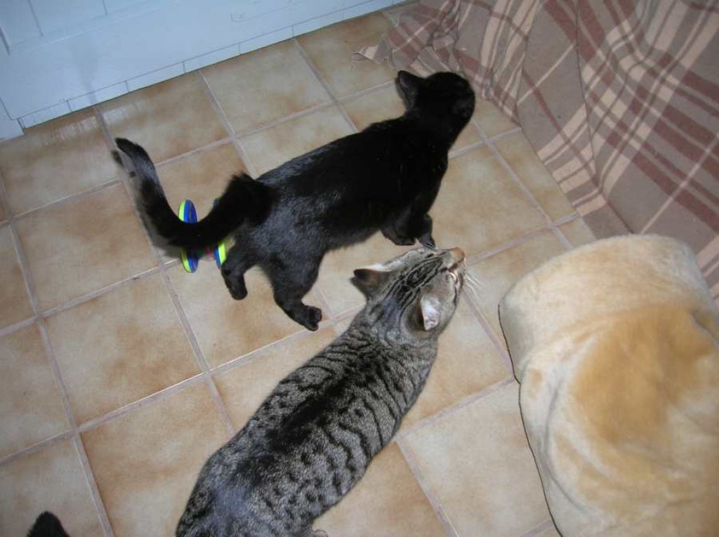 Samira und Leon, Weihnachten gibts im Dezember ..... - Hauskatzen - Oberhausen