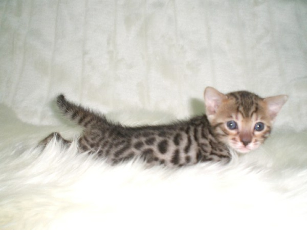 Bengalkitten - Bengal - Leobersdorf