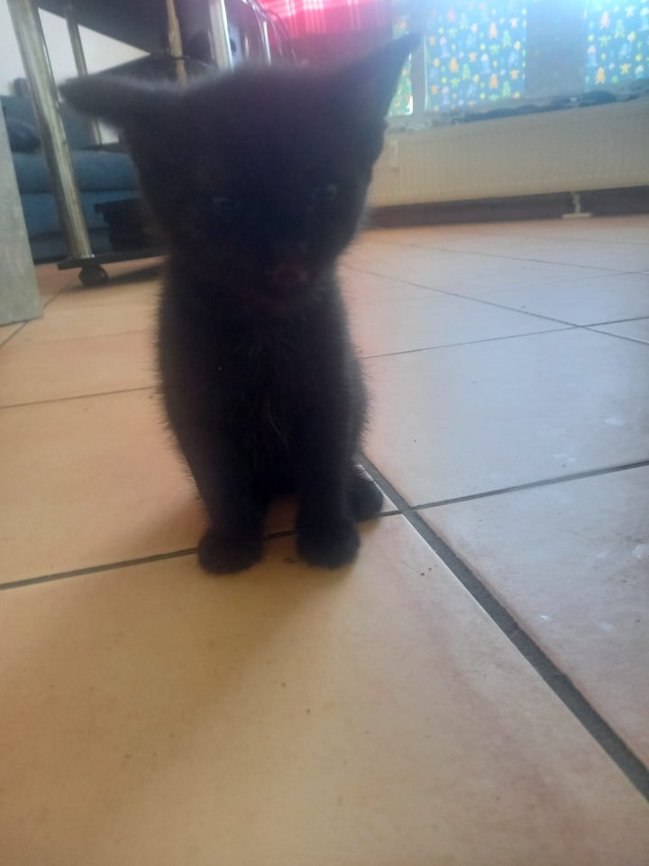 8 Wochen junger Kater - Hauskatzen - Gelsenkirchen 