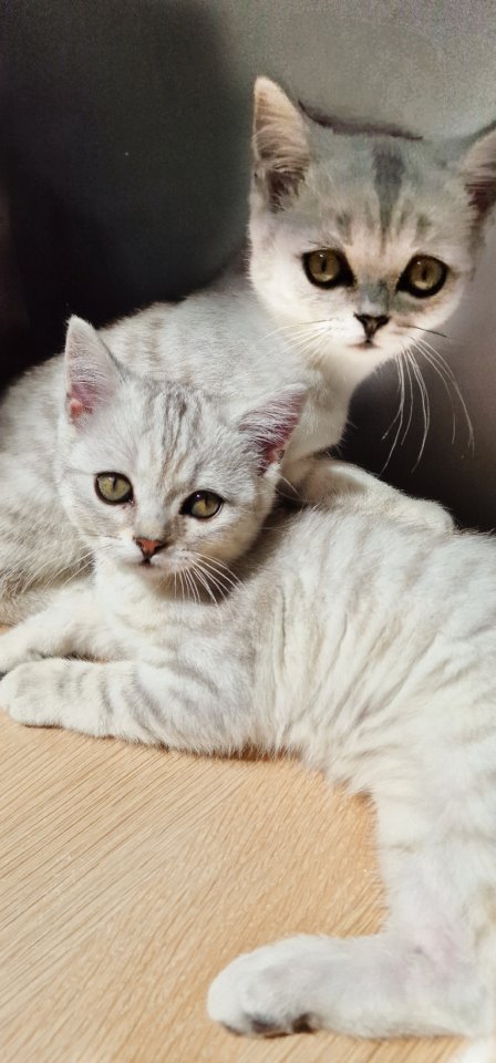 Bkh Kitten / British Kurzhaar Kitten - British Kurzhaar - Bad Driburg