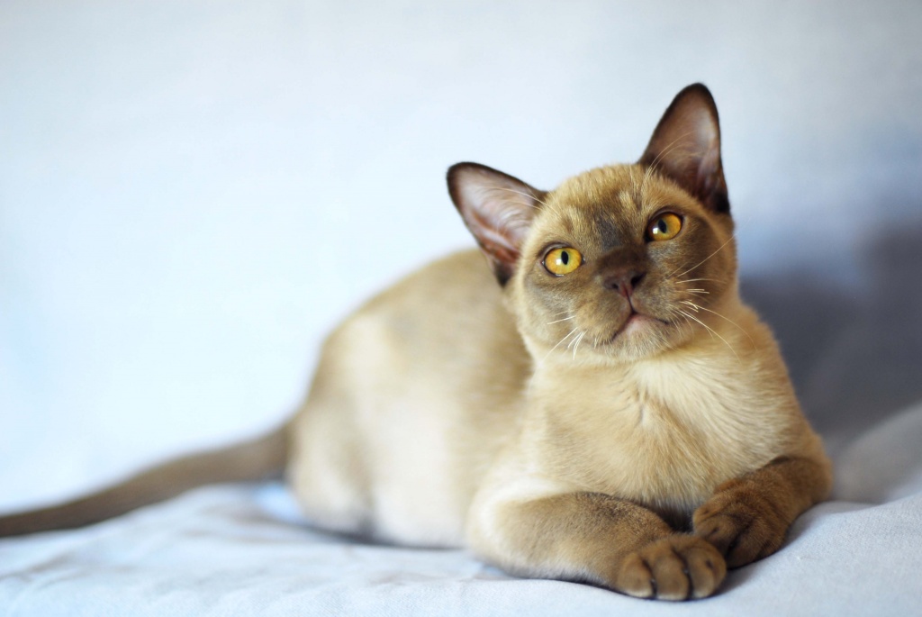 Burma Kitten - Burma - Potsdam