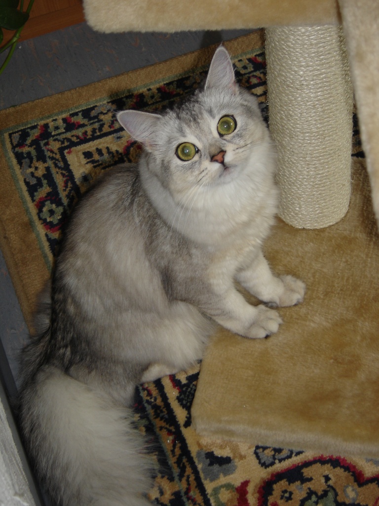 Suche Deckkater Perser Chinchilla - Deckkater - Mannheim