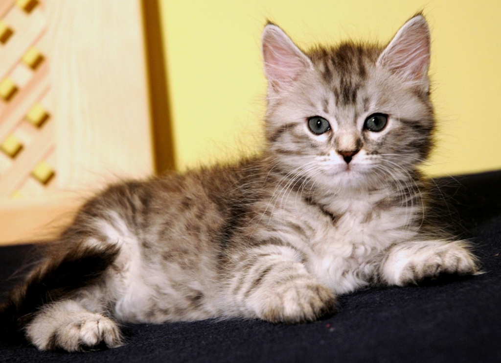 Wunderschöne typvolle Sibirische Katzen Babys - Sibirische Katze - Berlin