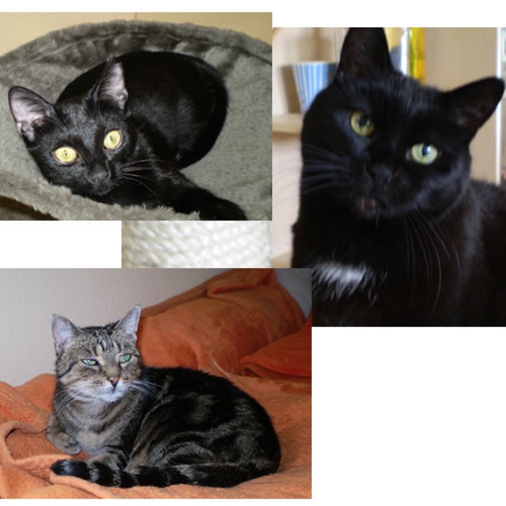 Katzensitter Raum Düsseldorf - Köln (40764) - Katzensitter - Langenfeld Rheinland
