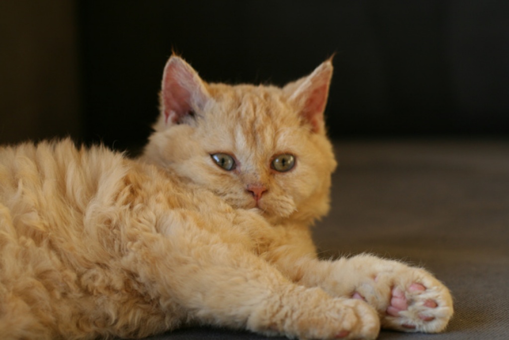 Selkirk Rex Katerchen in rot - Selkirk Rex - Elsdorf