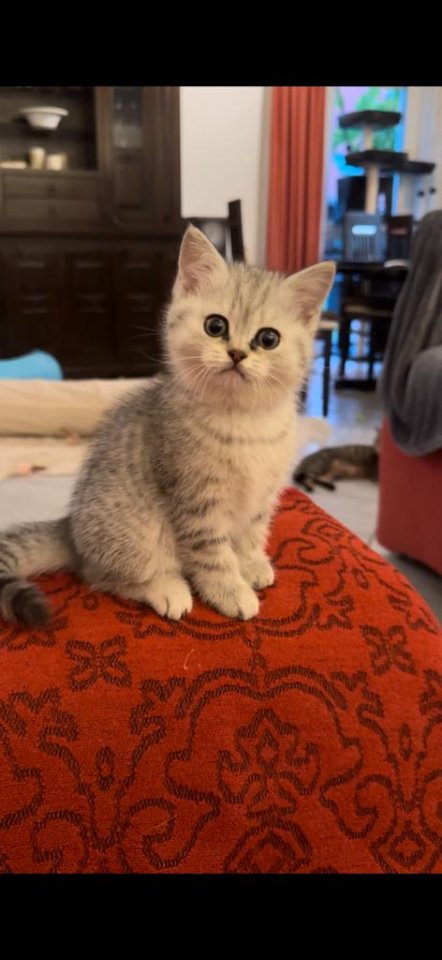 Reinrassige Britisch Kurzhaar Katzenbabys suchen ein schönes zuhause! - British Kurzhaar - Schöneck