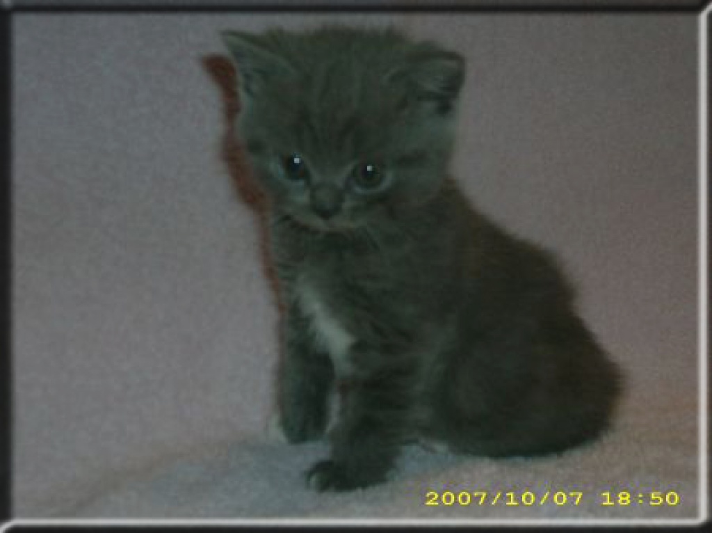 Highlander / BKH Babys suchen neus Heim - British Kurzhaar - Marl