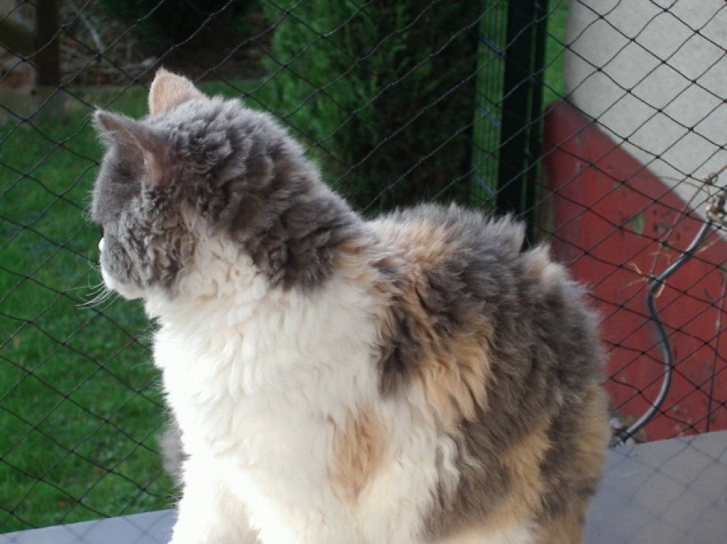 * Zuckersüße Lockenbärchen * - Selkirk Rex - NRW