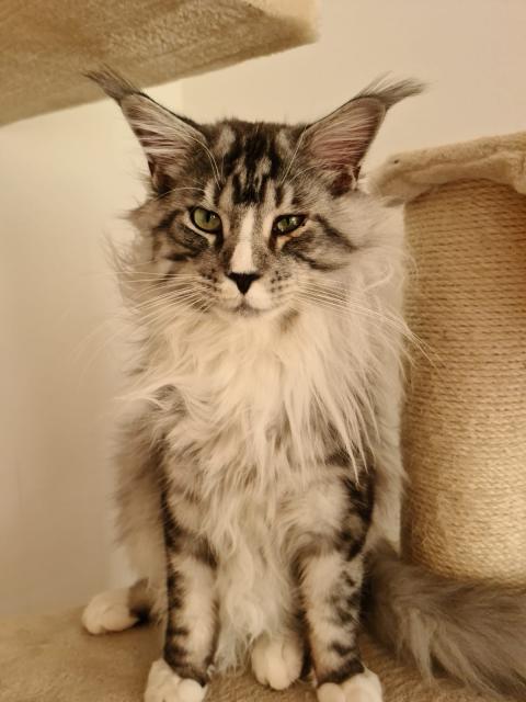 Maine Coon Deckkater - Maine Coon - Lauterbach