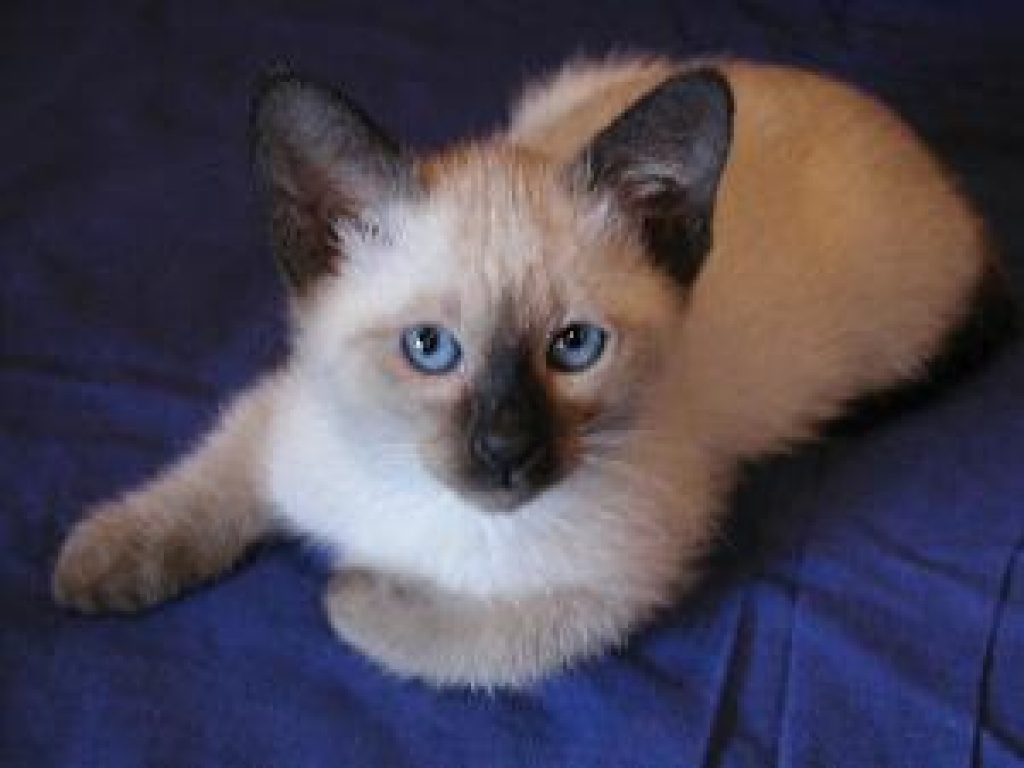 Süße Thaikatzen Baby gesucht - Thai - Essen