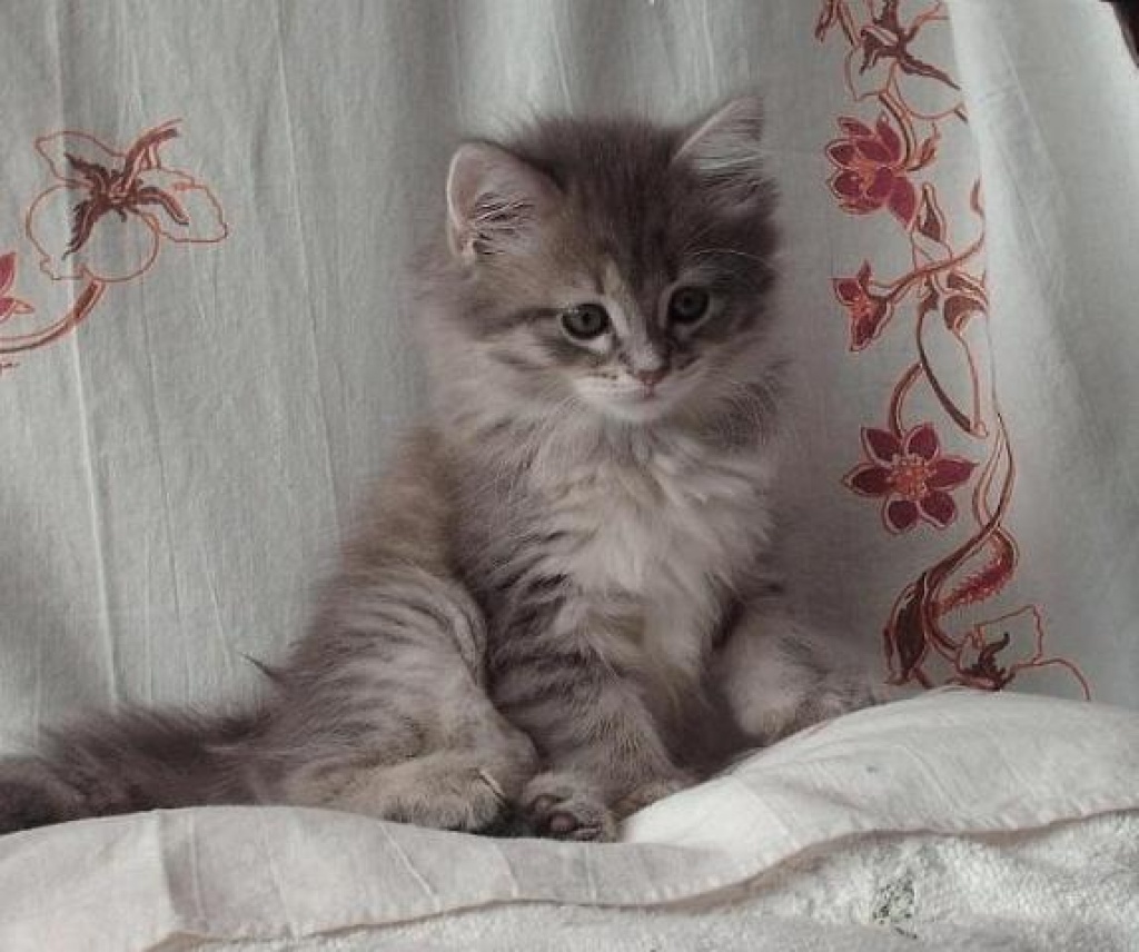 Sibirische Katzenbabys from Amavi ::.. - Sibirische Katze - Wroclaw (Breslau)