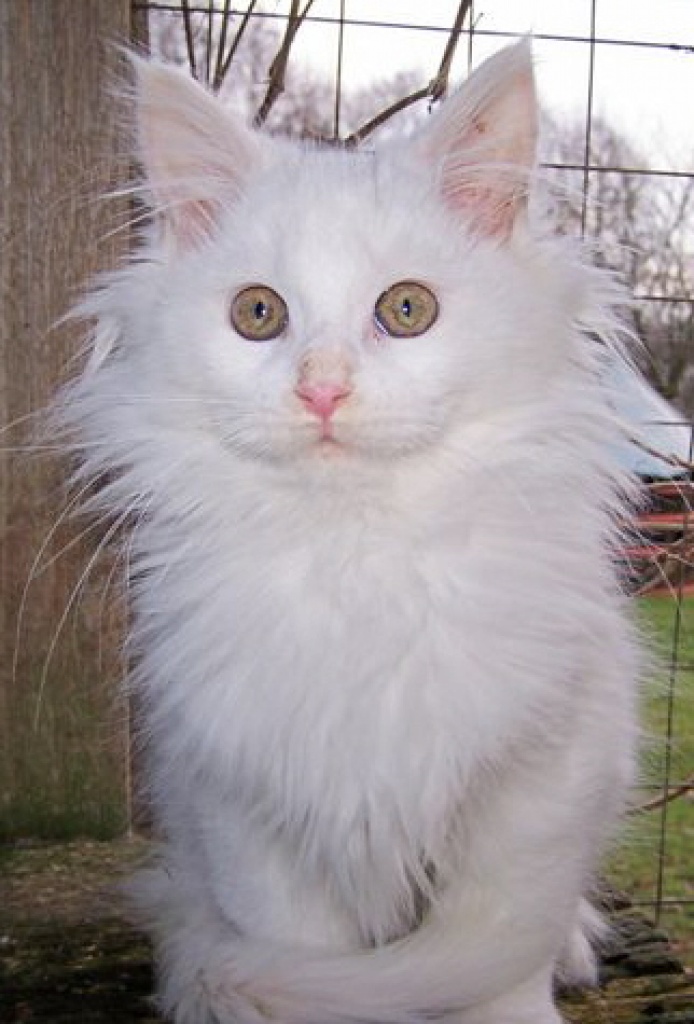 Maine Coon Jungtiere zu verkaufen! - Maine Coon - Burg Spreewald