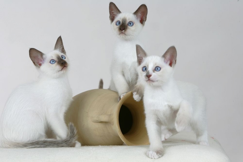 Zauberhafte SNOWSHOE KITTEN - Thai - Radbruch