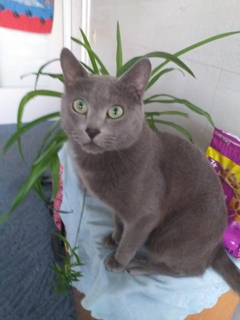 Reinrassiger Russisch Blau Deckkater, ausgezeichneten Stammbaum. - Russisch Blau - Augsburg