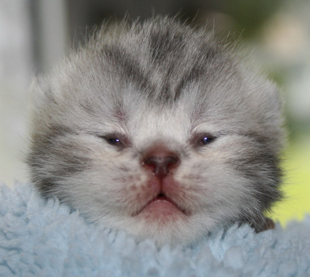 * Zuckersüß & einzigartig toll * - Selkirk Rex - NRW