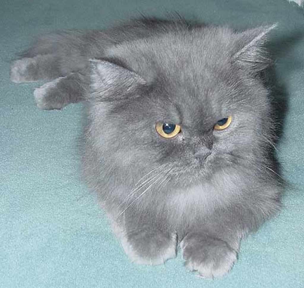 Suche Perser/Pers-Chinchilla Deckkater. - Deckkater - München