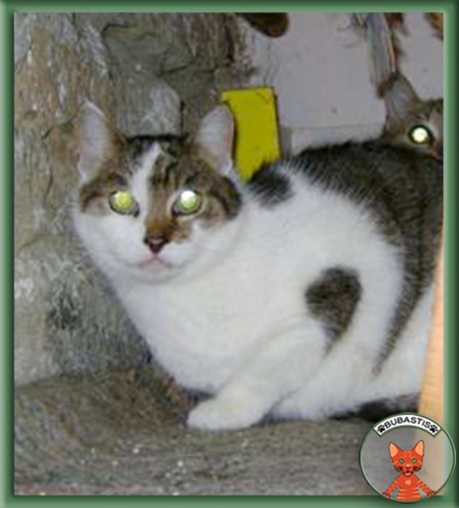 Ängstliches Weisschen sucht geduldige Menschen - Hauskatzen - Wien