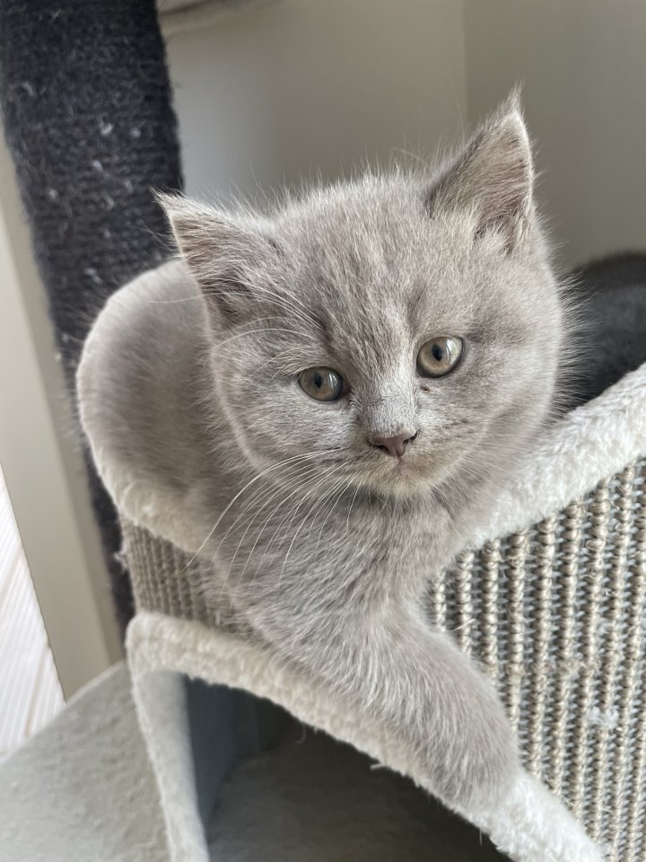 Zauberhafte BKH Kitten - British Kurzhaar - Fehmarn