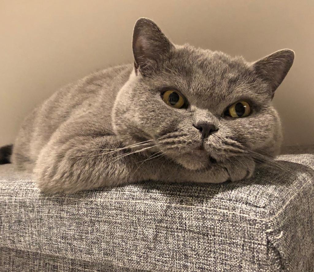 Britisch Kurzhaar Dame Lou -Liebevolle Wohnungskatze sucht ruhiges Zuhause - Hauskatzen - Buchholz