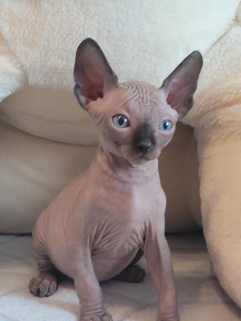 Canadian Sphynx Kitten  - Sphynx - Hamburg
