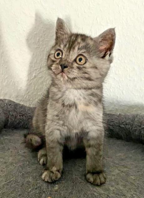 Süße und wunderschöne BkH Kätzchen  - British Kurzhaar - Hamburg