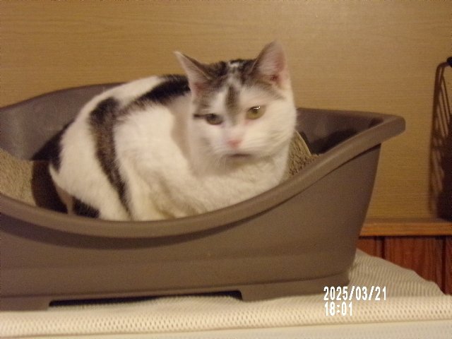 Suche Nadel im Heuhaufen - Hauskatzen - Bad bevensen