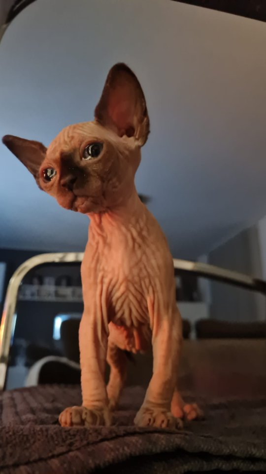 Sphynx Kitten // weiblich - Sphynx - Plattling